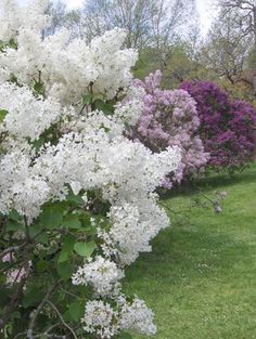 white flowers are blooming on trees in the park