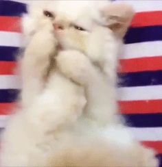 a white cat sitting on its hind legs in front of an american flag