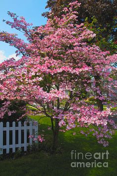 a tree with pink flowers in front of a white picket fence and green grass on a sunny day