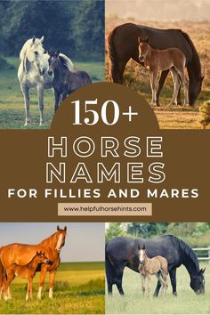 horses and mares are featured in this collage with the words, 150 + horse names for fillies and mares