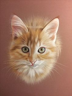 an orange and white cat with green eyes looking up at the camera while standing in front of a pink wall