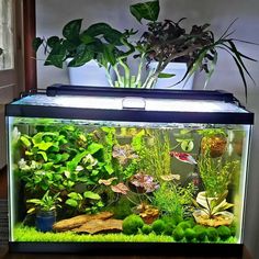 an aquarium filled with plants and water