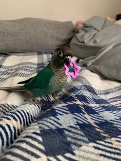 a bird with a pink toy in it's mouth on a bed next to a person