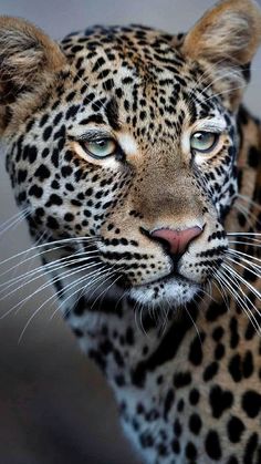 a close up of a leopard looking at the camera