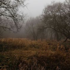 foggy trees and grass in the foreground with tall grasses on the far side