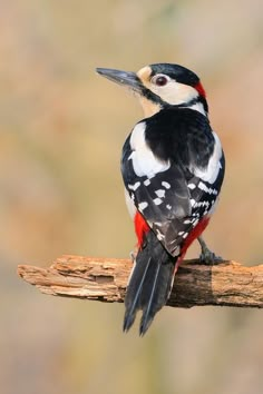 a red and black bird sitting on top of a tree branch