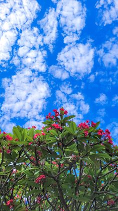 red flowers and green leaves against a blue sky