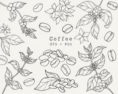 coffee beans, leaves and nuts on a white background with the words coffee svg + png