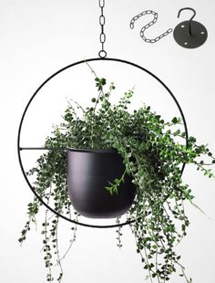 a potted plant hanging from a circular metal holder