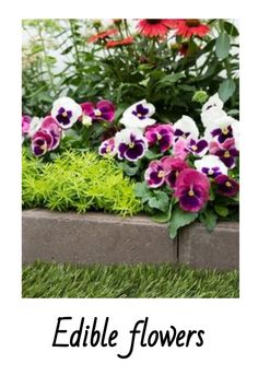 purple and white pansies in a flower bed with the words edible flowers on it