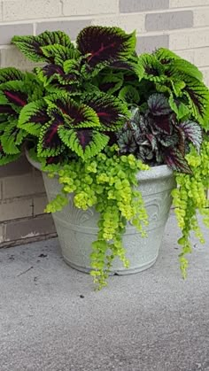 a potted plant with green and purple leaves on the ground next to a brick wall