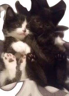 two black and white kittens playing with each other