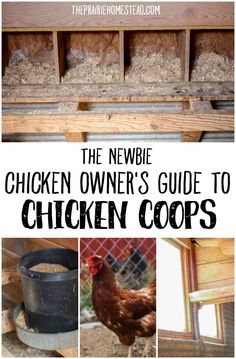 the newbie chicken owner's guide to chicken coops cover image with text overlay