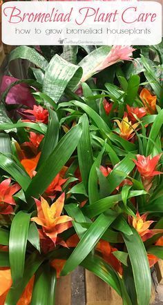 bromelia plant care how to grow bromeli houseplants