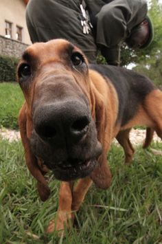 a brown and black dog standing on top of a lush green field next to a person