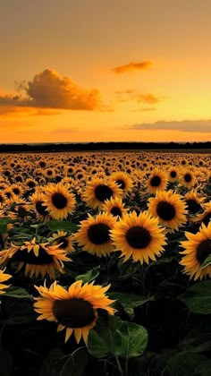 the sun is setting over a large field of sunflowers