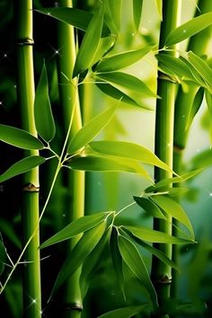 an image of green bamboo leaves in the sunlight