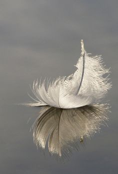 a white feather floating on top of water