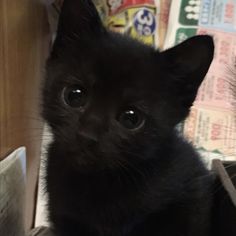 a small black kitten sitting on top of a table