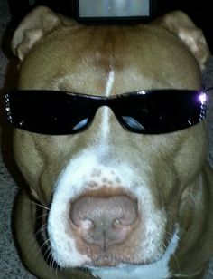 a brown and white dog wearing sunglasses on top of a carpeted floor next to a tv