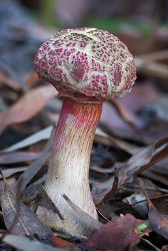 a close up of a mushroom on the ground