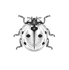 a black and white drawing of a ladybug