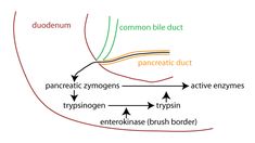 Small Intestine, Gastrointestinal System, Bile Duct, No Response