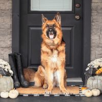 a dog sitting in front of a black door with pumpkins on the ground and other decorations around it