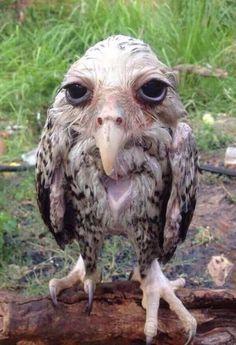 an owl sitting on top of a tree branch with it's eyes wide open