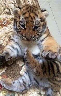 a small tiger cub sitting on top of a rug with its paws in the air