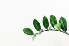 a branch with green leaves on it against a white background