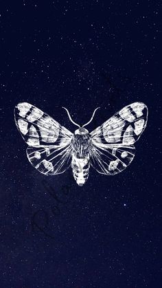 a moth on a dark background with stars