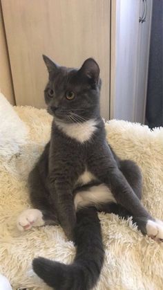 a black and white cat sitting on top of a fluffy blanket