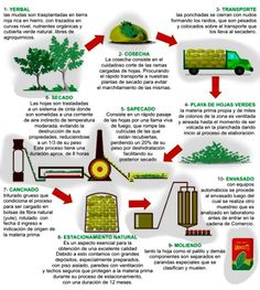 a diagram showing the different types of trees and how they are used to grow them