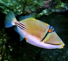 an orange and blue fish swimming in the water near some algae covered rocks on the ocean floor