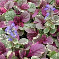 purple and green plants with white leaves in the center are blooming close to each other