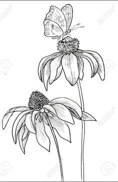 black and white drawing of two flowers with butterflies on them stock photo, images and royalty