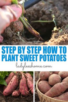 how to plant sweet potatoes in the garden