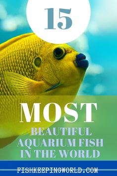 a yellow fish with the title 15 most beautiful aquariums in the world