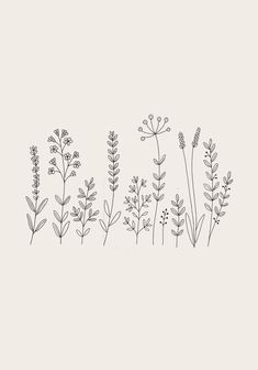 a line drawing of various plants on a white background