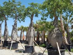 several palm trees are growing in black buckets