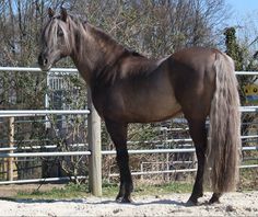 a brown horse standing in front of a metal fence with trees and bushes behind it