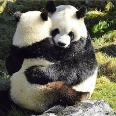 two panda bears hugging each other in the grass