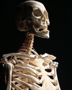 a human skeleton is shown in the dark