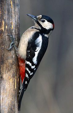 a small bird perched on top of a wooden pole