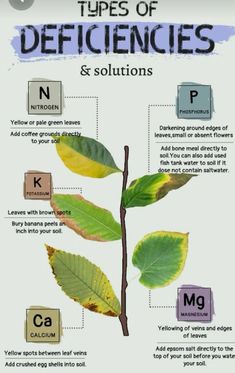 the different types of leaves and their names are shown in this graphic above it's description