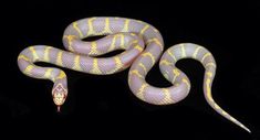 a yellow and white snake on a black background