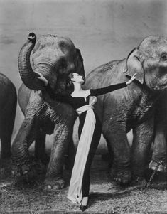 an old black and white photo of some elephants