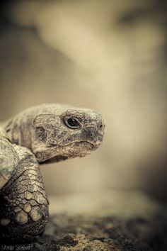 an image of a turtle that is looking at the camera