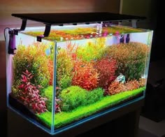 an aquarium filled with lots of different types of plants